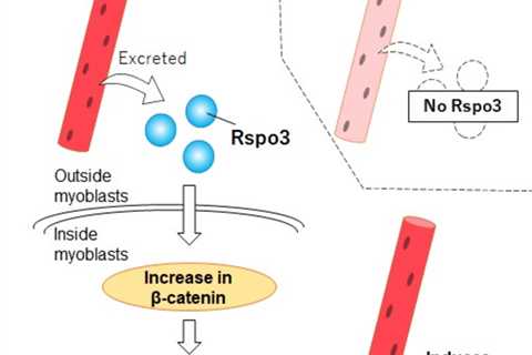 How slow muscle fibers convince their neighbors to join them